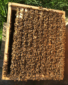 Buckfast Bienenvolk kaufen bei Imkerei Laubinger